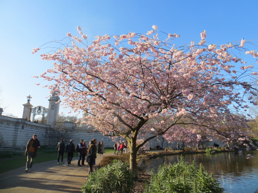 ロンドン 桜開花情報 ３ 19年スイス コテージ他 グルメなアヒル