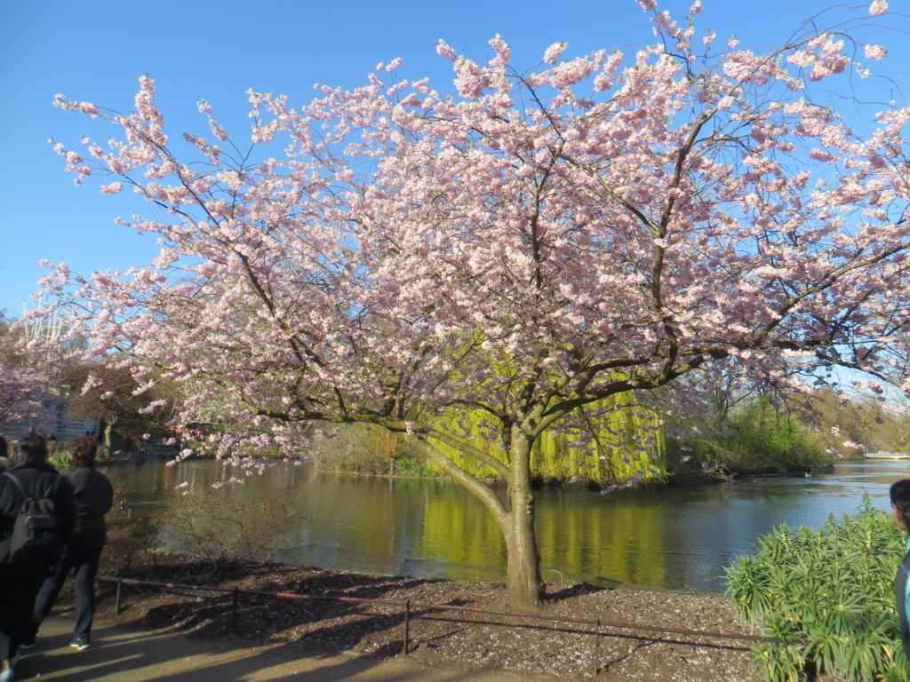 ロンドン 桜開花情報 ３ 19年スイス コテージ他 グルメなアヒル