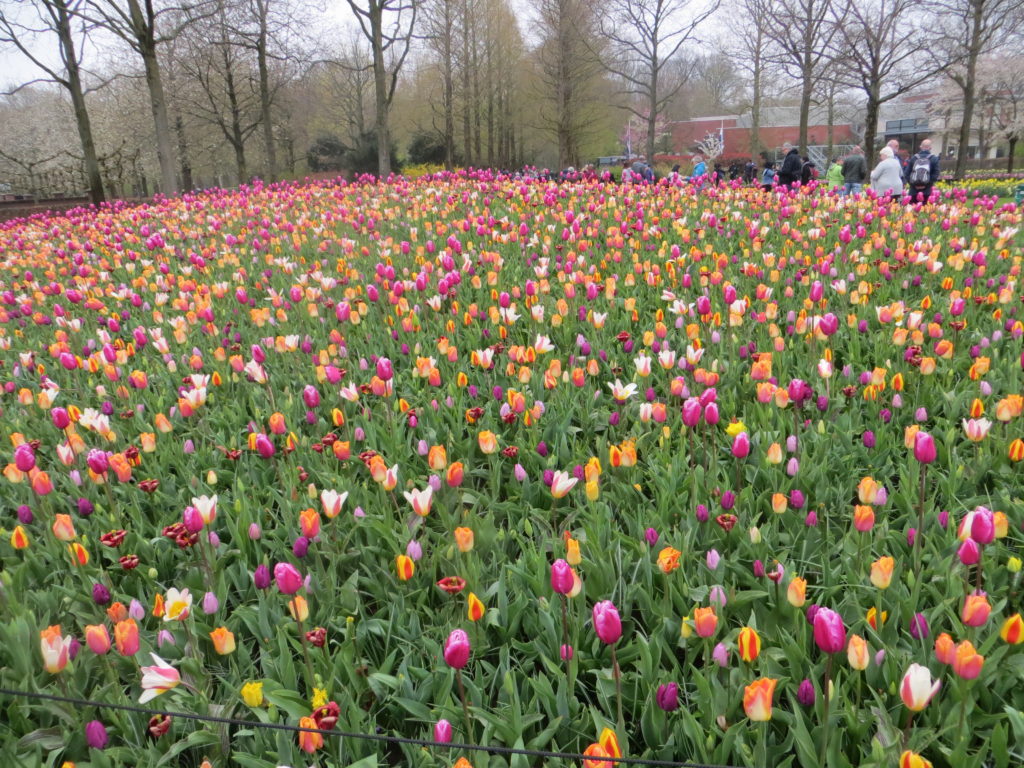 オランダ キューケンホフ公園 2019年チューリップ開花情報 グルメなアヒル