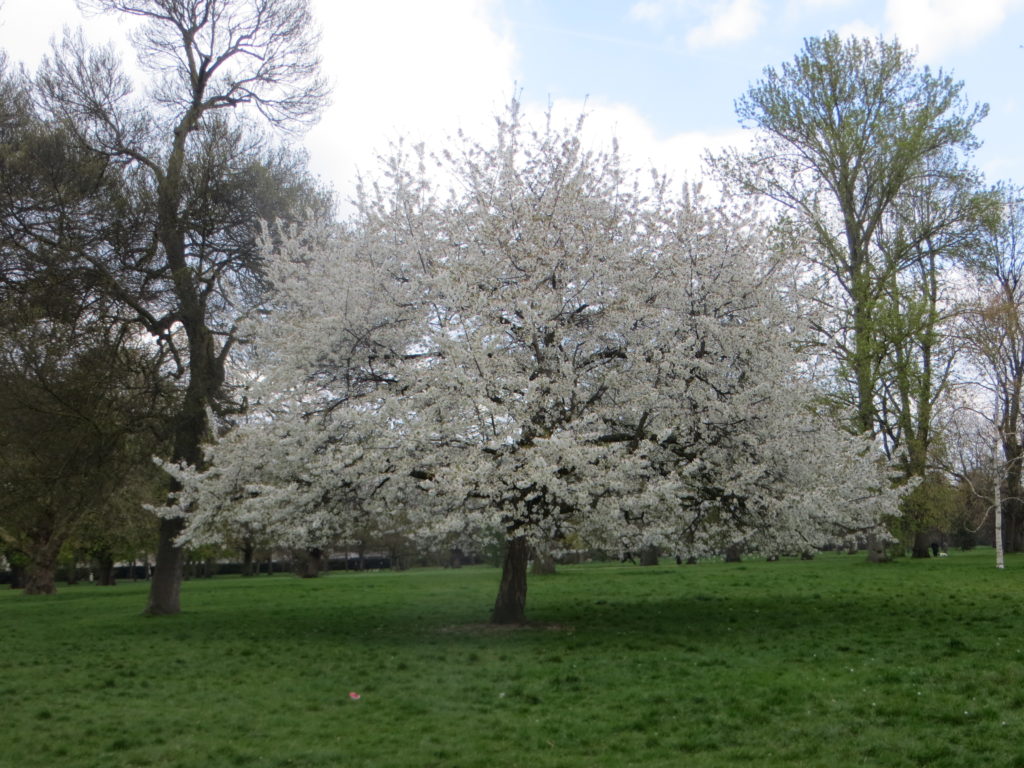 ロンドン 桜開花情報 ４ 19年グリニッジ他 グルメなアヒル