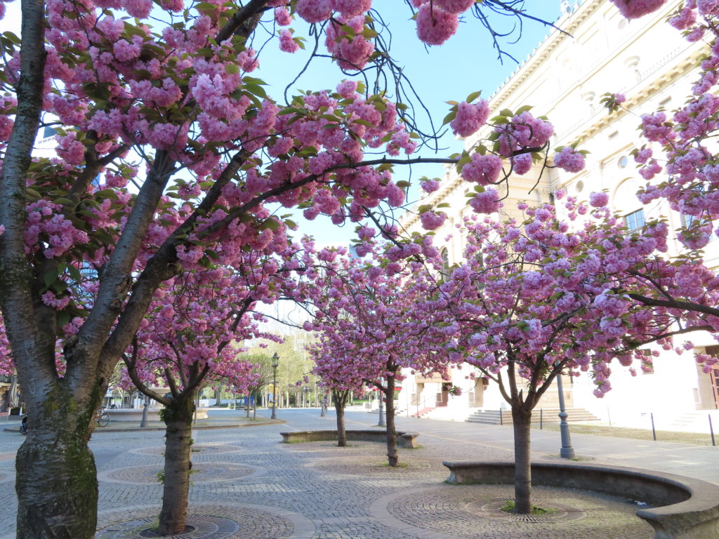 ドイツ 桜開花情報 年フランクフルト グルメなアヒル