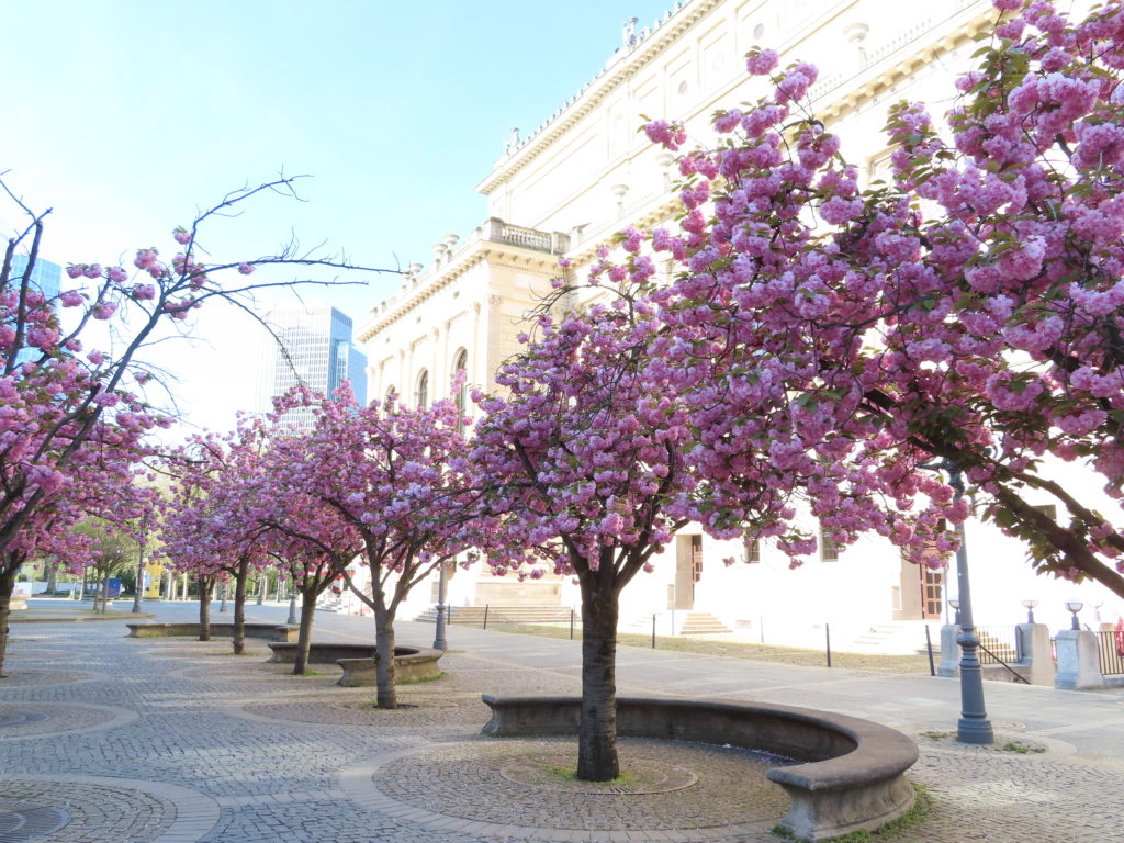 ドイツ 桜開花情報 年フランクフルト グルメなアヒル